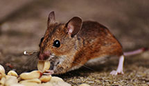 24 Hour & Emergency Exterminators in Holland, NE